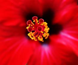 RedHibiscus